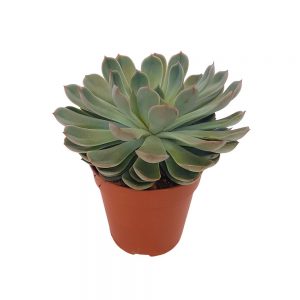 Echeveria extra