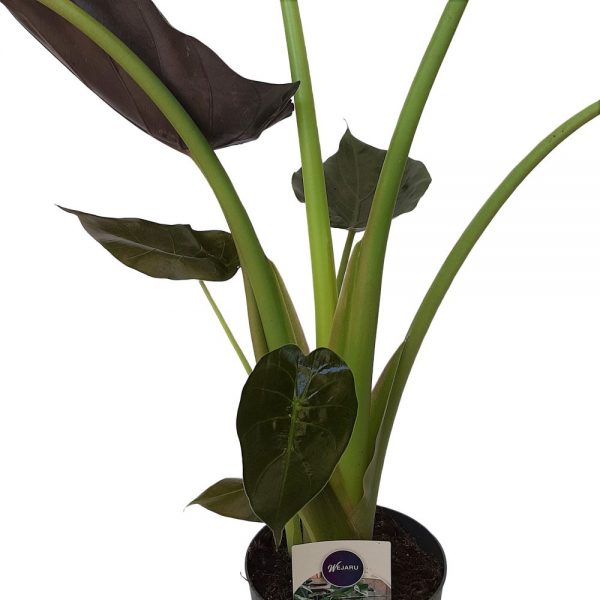 Alocasia Wentii