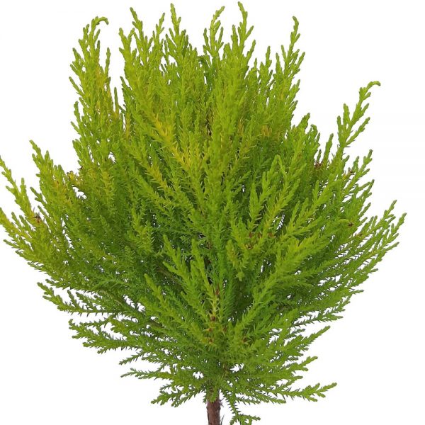 Cupressus pe picior