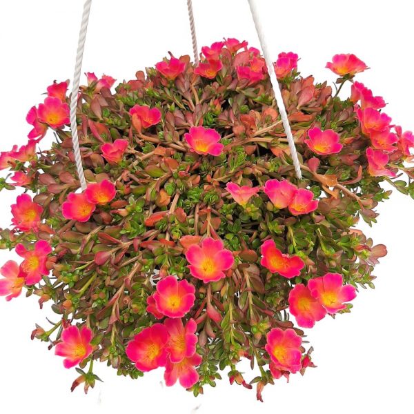 Portulaca bol - Flori de piatra