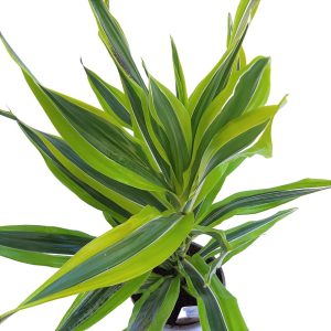 Dracaena Lemon Lime D 17 - imagine 2
