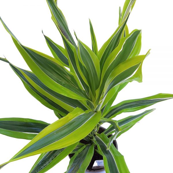 Dracaena Lemon Lime D 17 - imagine 2