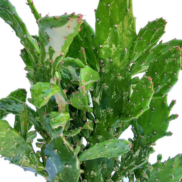 Opuntia Tuna Juveniel - imagine 2