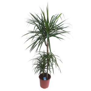 Dracaena Marginata Trei tulpini