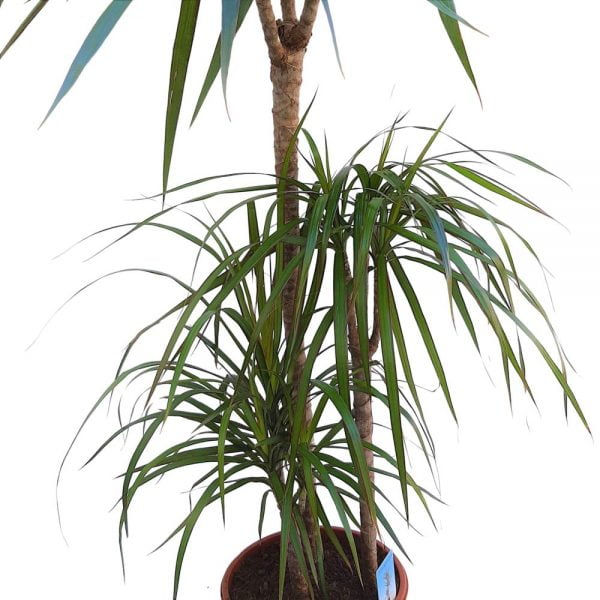 Dracaena Marginata Trei tulpini - imagine 2