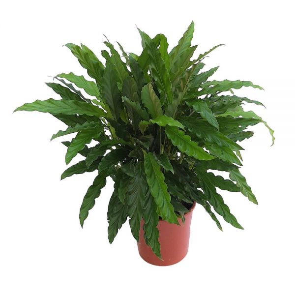 Calathea Rufibarba