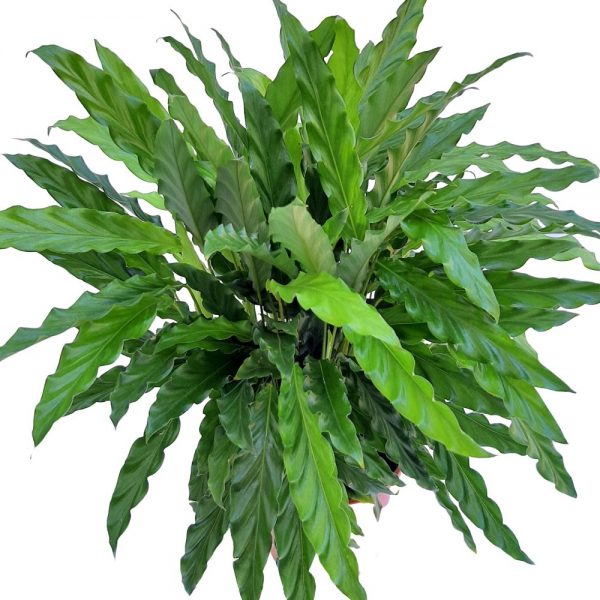 Calathea Rufibarba