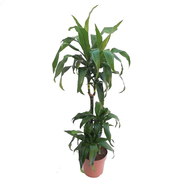 Dracaena Janet Craig 3 tulpini medie