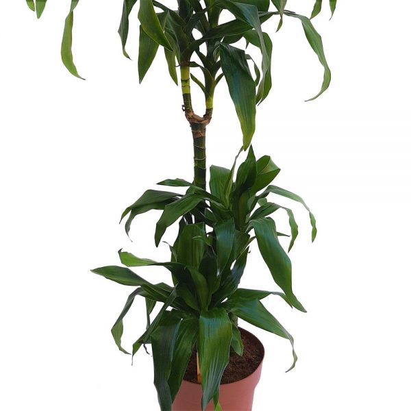 Dracaena Janet Craig 3 tulpini medie - imagine 2
