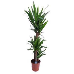 Yucca 3 Tulpini D 24