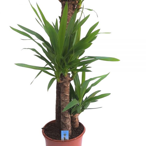 Yucca 3 Tulpini D 24 - imagine 2