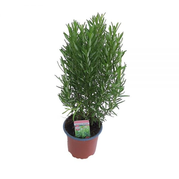 Rosmarin - Premium Olanda