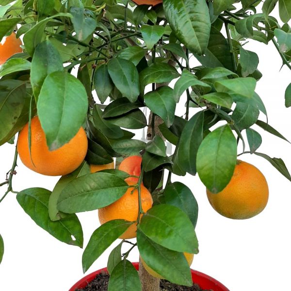 Citrus Limonia Limetta Rossa di Rangpur