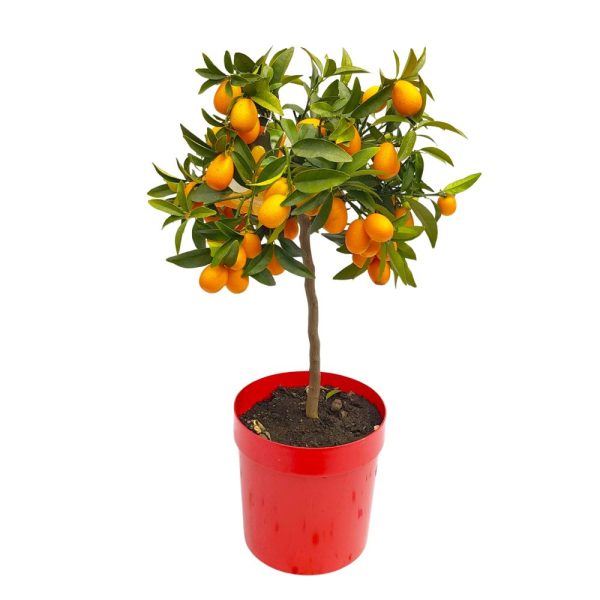 Citrus Fortunela Kumquat