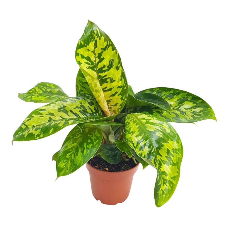 Homalomena Maggy