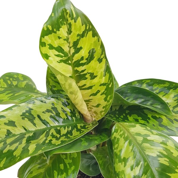 Homalomena Maggy