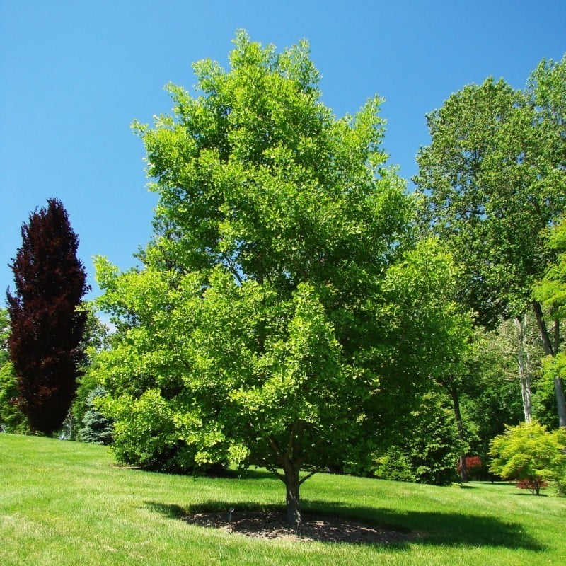 Gingko Biloba adult