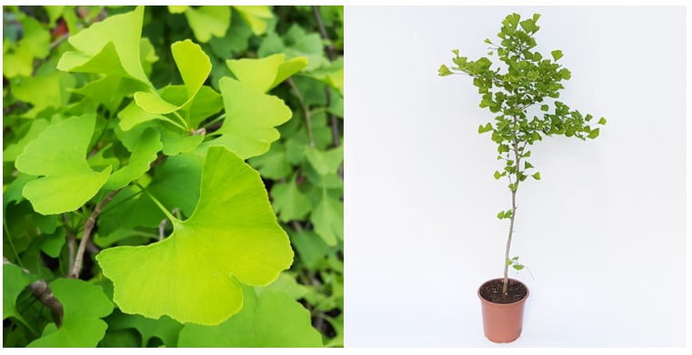 Gingko Biloba detaliu