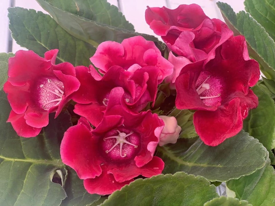 Gloxinia, sinningia - Floraria Trias 1