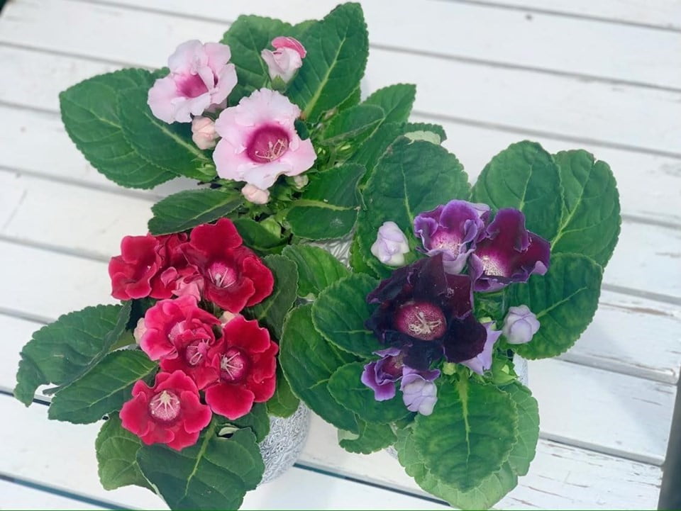 Gloxinia, sinningia - Floraria Trias 2