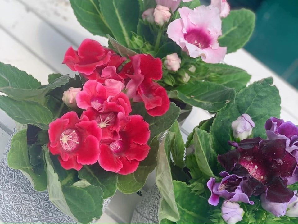 Gloxinia, sinningia - Floraria Trias 4