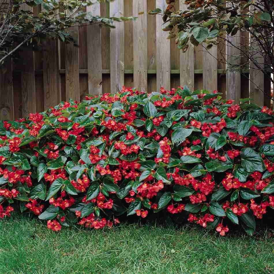 begonia dragon 3