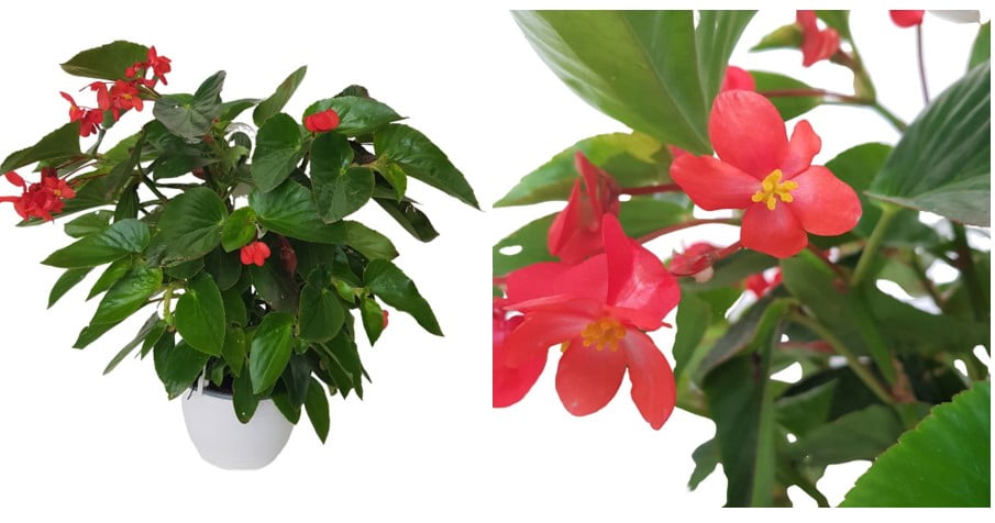 begonia dragon