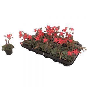 Echeveria Graptopetalum Bellum cu floare