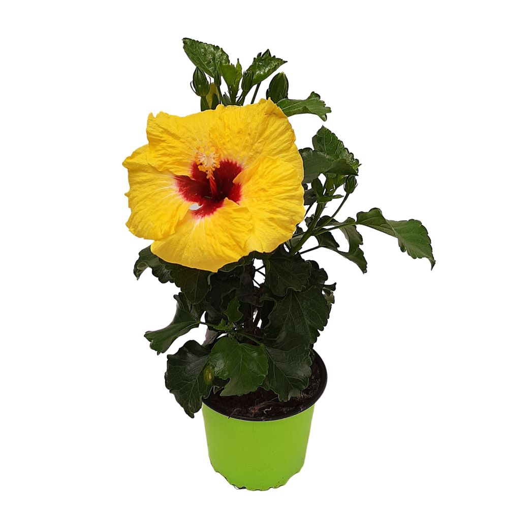 Hibiscus Grecia D 13 Hibiscus Grecia D 13