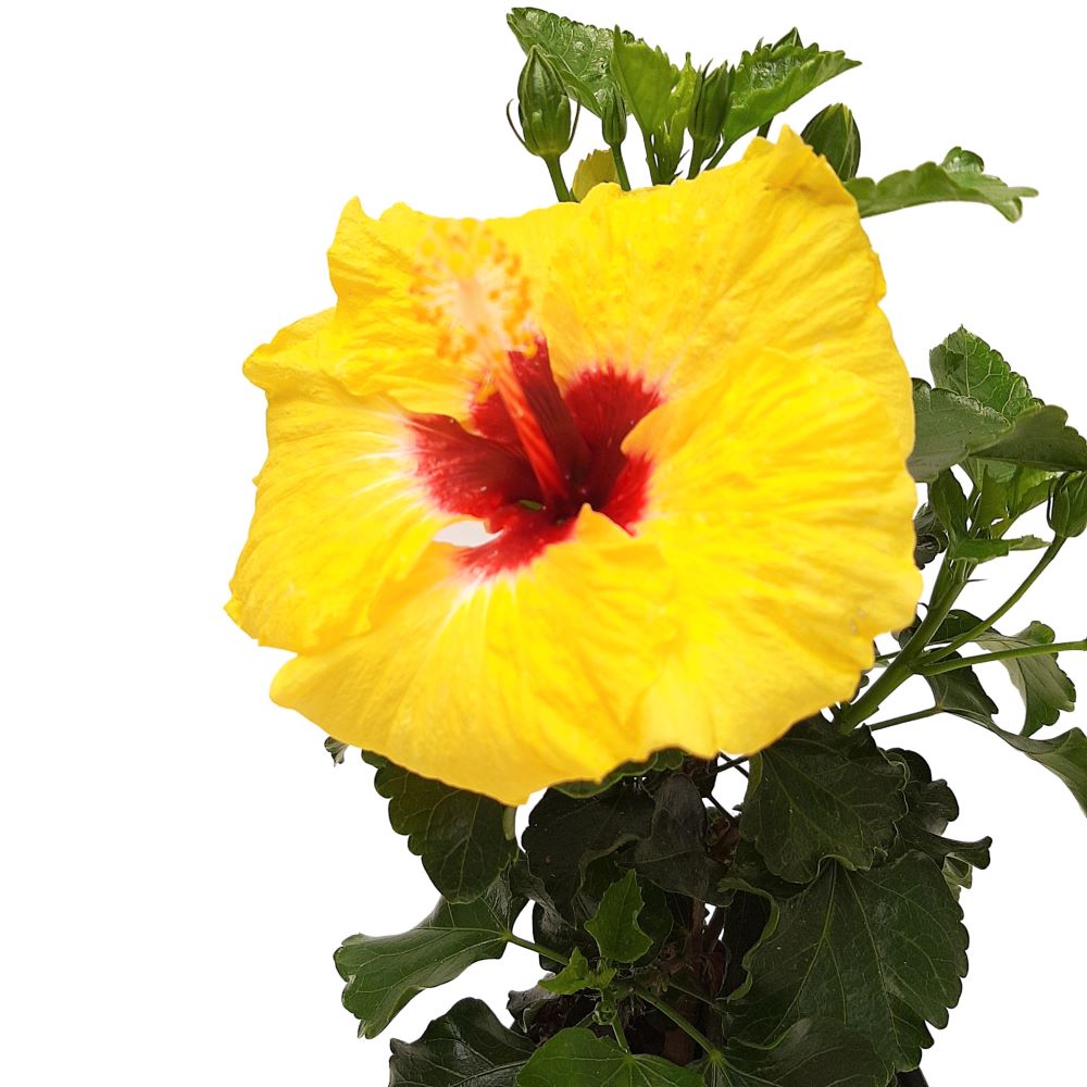 Hibiscus Grecia D 13 Hibiscus Grecia D 13