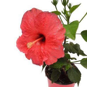Hibiscus Grecia D 13 - imagine 4