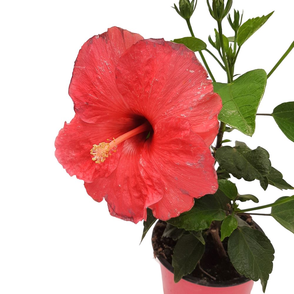 Hibiscus Grecia D 13 Hibiscus Grecia D 13 - imagine 4
