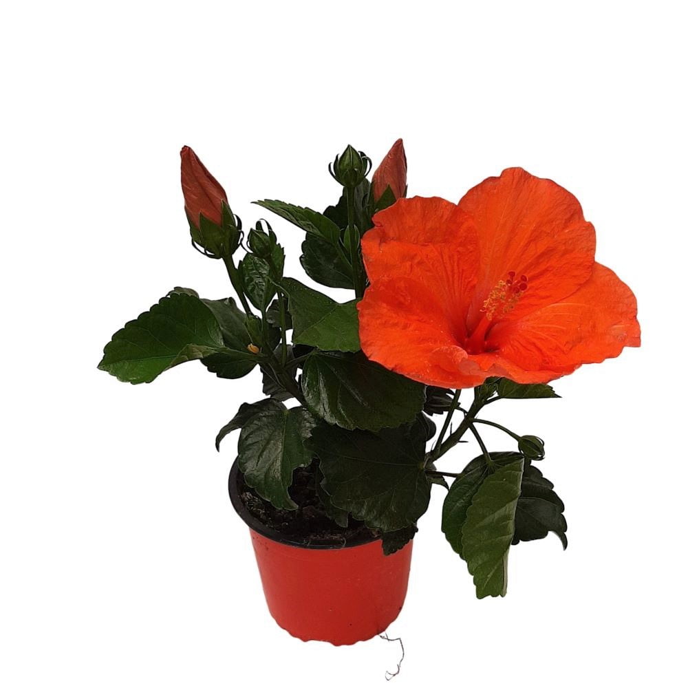 Hibiscus Grecia D 13 Hibiscus Grecia D 13