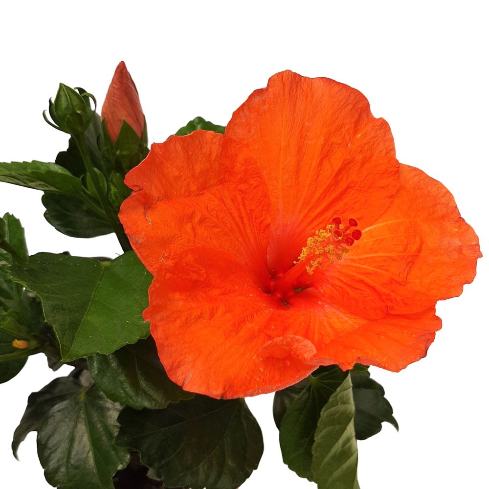 Hibiscus Grecia D 13 Hibiscus Grecia D 13 - imagine 6