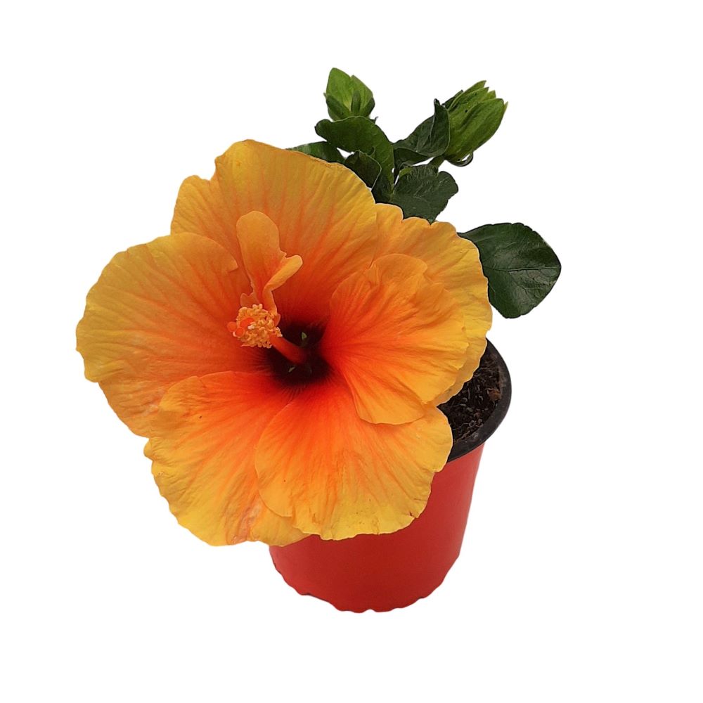 Hibiscus Grecia D 13 Hibiscus Grecia D 13