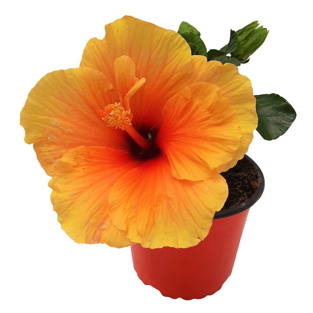 Hibiscus Grecia D 13 Hibiscus Grecia D 13