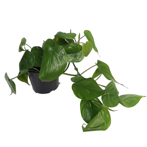 Philodendron Scadens