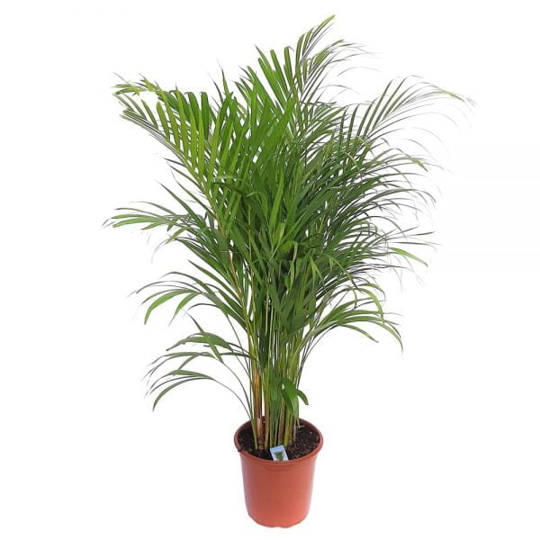 Chrysalidocarpus - Areca