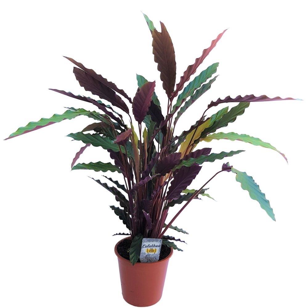 Calathea Rufibarba D 17