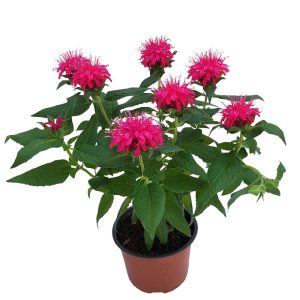 Monarda Didyma