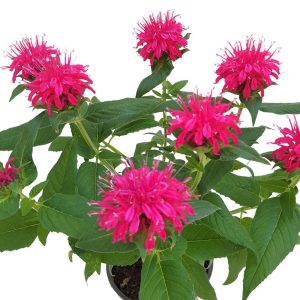 Monarda Didyma - imagine 2