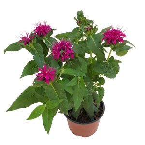 Monarda Didyma - imagine 3