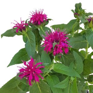 Monarda Didyma