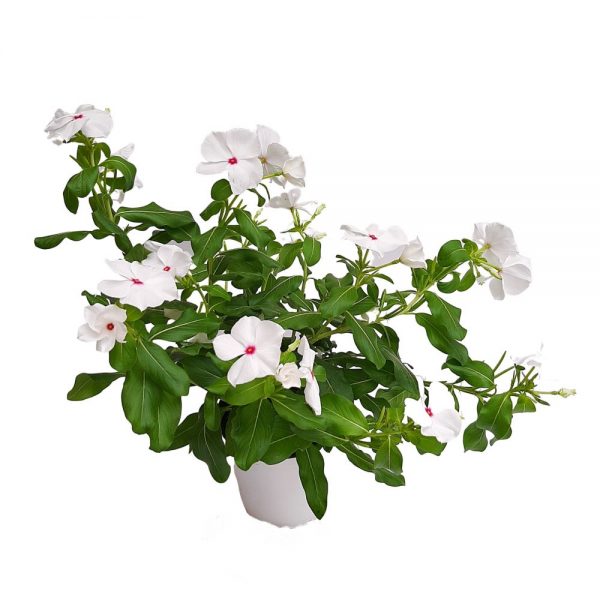 Vinca
