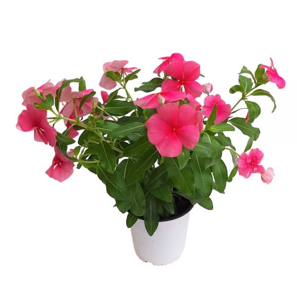 Vinca