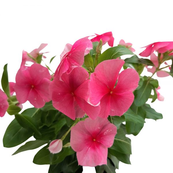 Vinca - imagine 4