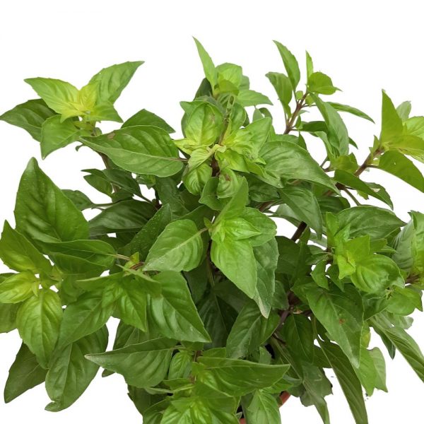 Busuioc Basilicum Grecia Mixt