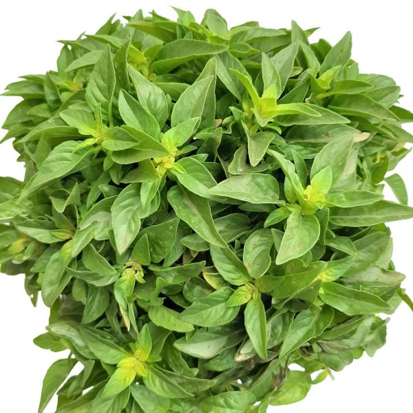 Busuioc Basilicum Grecia Mixt