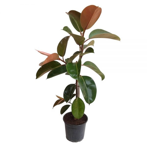 Ficus Robusta Grecia