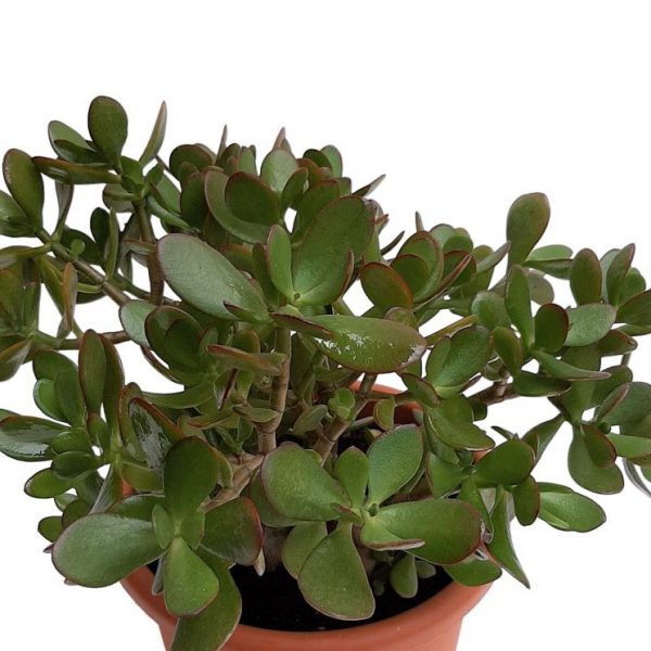 Crassula Ovata - Copacul cu bani Grecia 40 cm - imagine 2